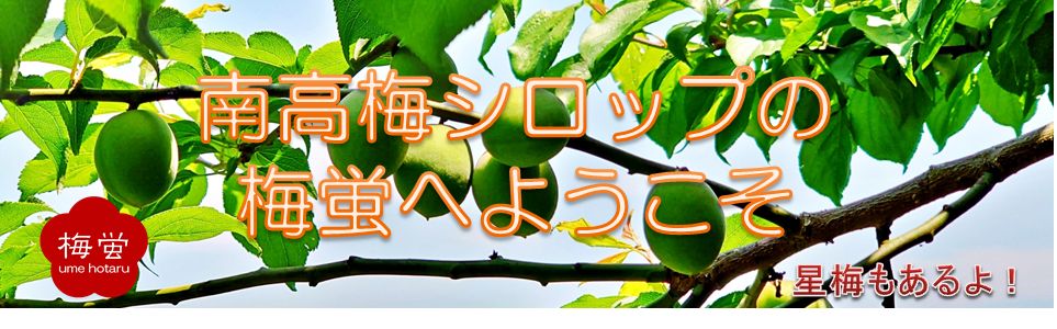 梅シロップの梅蛍