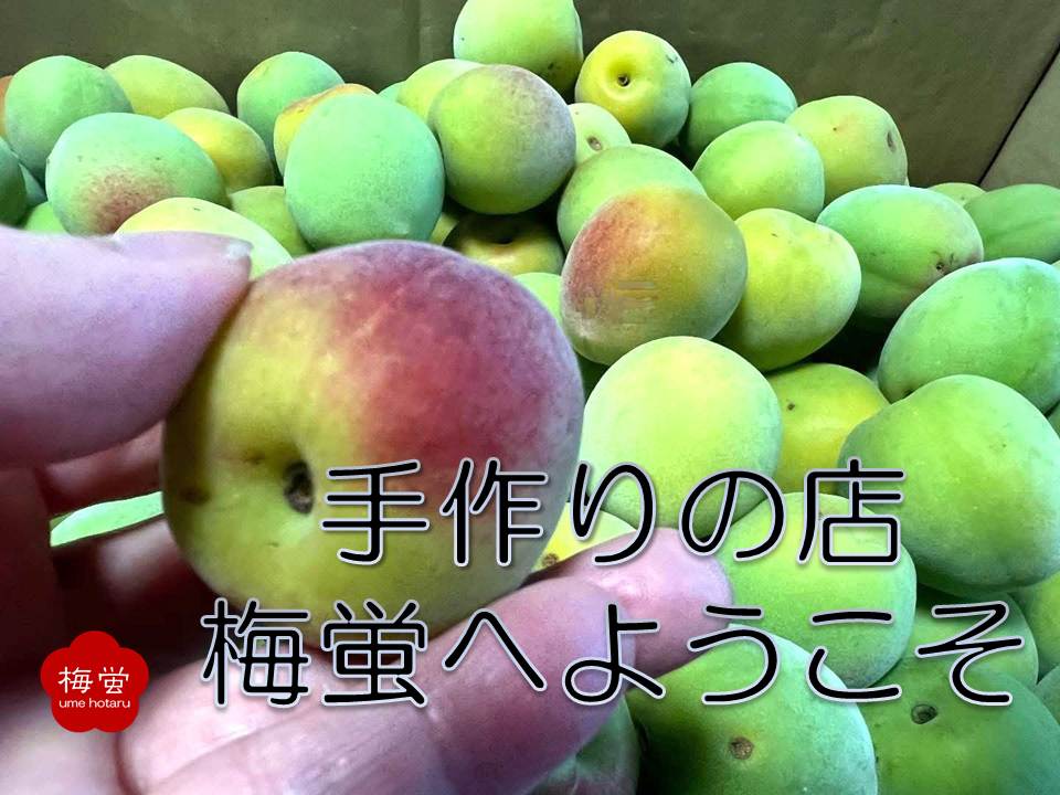 梅シロップの梅蛍